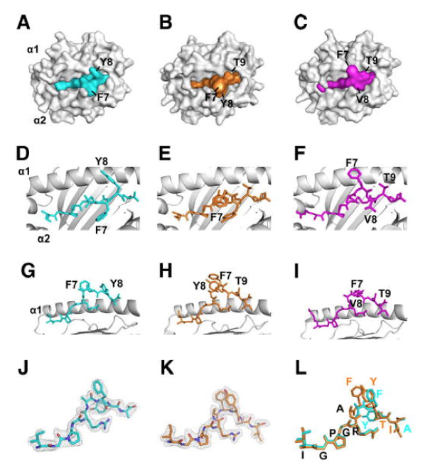 Honda M et al. J Immunol. 2009 Aug 15;183(4):2425-34