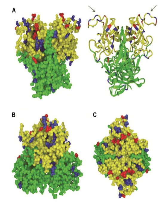 Chan-It, W., et al., J Med Virol., 84: 1089-1096, 2012 